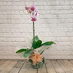 Occasions single stem for sale  Delivered anywhere in UK