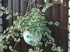 Pianta incenso plectranthus usato  Spedito ovunque in Italia 