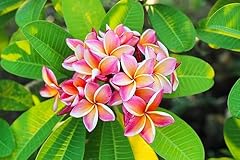 Samen frangipani plumeria gebraucht kaufen  Wird an jeden Ort in Deutschland