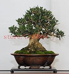 10pcs bonsai olive usato  Spedito ovunque in Italia 