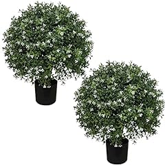Season green boxwood for sale  Delivered anywhere in USA 