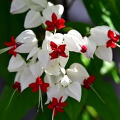 White bleeding heart for sale  Delivered anywhere in USA 