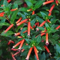 Fire cracker plant for sale  Delivered anywhere in USA 