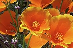 Orange california poppy for sale  Delivered anywhere in USA 