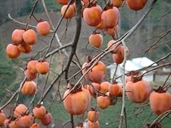Diospyros kaki cachi usato  Spedito ovunque in Italia 