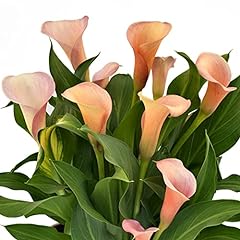 Easy grow calla for sale  Delivered anywhere in USA 