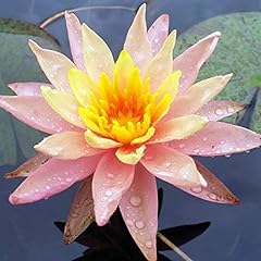 Live water lilies for sale  Delivered anywhere in USA 