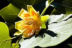 Live plant liriodendron for sale  Delivered anywhere in USA 