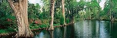 Posterazzi trees lining for sale  Delivered anywhere in USA 