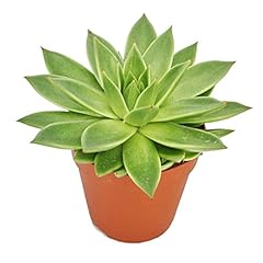 Exotenherz echeveria agavoides usato  Spedito ovunque in Italia 