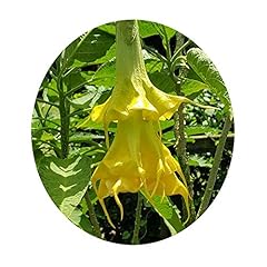 Brugmansia wiehler gold for sale  Delivered anywhere in USA 