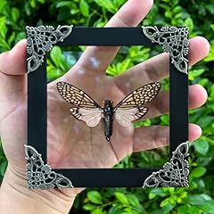 Vinadecor real cicada for sale  Delivered anywhere in USA 