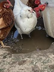 Fertile chicken hatching for sale  Delivered anywhere in USA 
