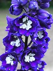 Delphinium delphina dark for sale  Delivered anywhere in UK
