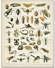 Insects entomology illustratio for sale  Delivered anywhere in USA 