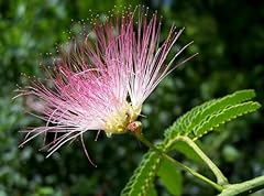 Pink mimosa tree for sale  Delivered anywhere in USA 