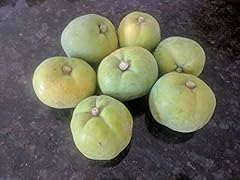 Pound fresh rare for sale  Delivered anywhere in USA 
