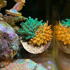 Kfpshlqe anemone nest for sale  Delivered anywhere in USA 