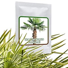 Semi palma chusan usato  Spedito ovunque in Italia 