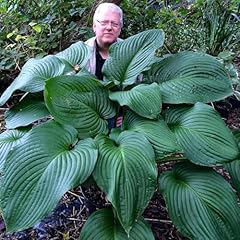 Hosta rex plantes d'occasion  Livré partout en France