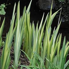 Iris pseudacorus variegata usato  Spedito ovunque in Italia 