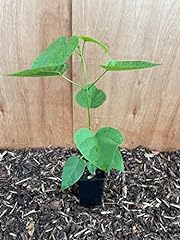 Indian bean tree for sale  Delivered anywhere in Ireland