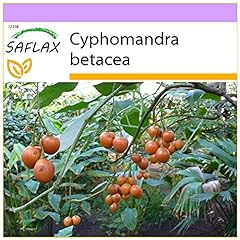 SAFLAX - Tomate de árbol - 50 semillas - Cyphomandra segunda mano  Se entrega en toda España 