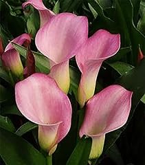 Samur calla lily for sale  Delivered anywhere in USA 