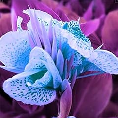 Canna lily bulbs for sale  Delivered anywhere in UK