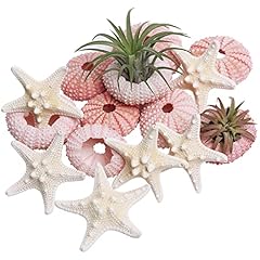 Lucky baby starfish for sale  Delivered anywhere in USA 
