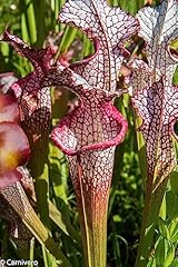 Pitcher plant sarracenia for sale  Delivered anywhere in USA 