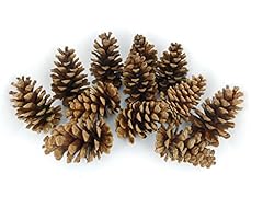 Ponderosa decorative pine for sale  Delivered anywhere in USA 