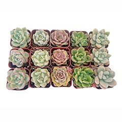 Sprout green pack for sale  Delivered anywhere in USA 