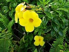 Allamanda golden trumpet for sale  Delivered anywhere in USA 