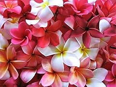 Mixed colors plumeria for sale  Delivered anywhere in USA 