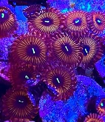 Live saltwater coral for sale  Delivered anywhere in USA 