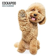 Cockapoo modern 2024 for sale  Delivered anywhere in UK