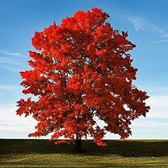 Brandywine red maple for sale  Delivered anywhere in USA 