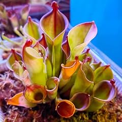 Semi sarracenia purpurea usato  Spedito ovunque in Italia 