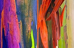 Rainbow eucalyptus graines d'occasion  Livré partout en France