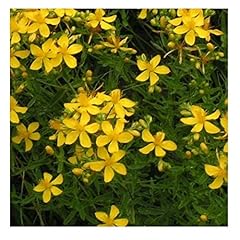 Hypericum perforatum john for sale  Delivered anywhere in UK