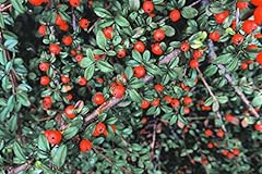Creeping cotoneaster seeds for sale  Delivered anywhere in USA 