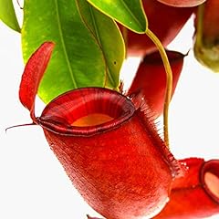 Tropical pitcher plant for sale  Delivered anywhere in USA 