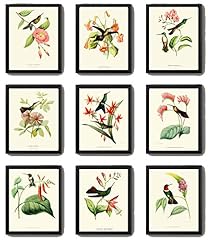 Hummingbirds botanical print for sale  Delivered anywhere in USA 