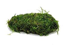 Substratesource live aquarium for sale  Delivered anywhere in USA 