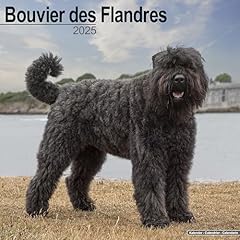 Bouvier flandres calendar d'occasion  Livré partout en Belgiqu