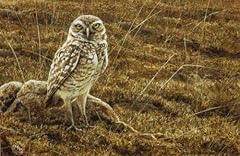Robert bateman burrowing for sale  Delivered anywhere in USA 