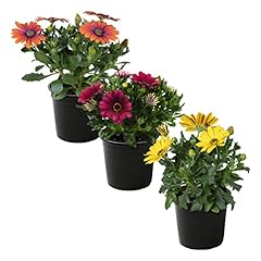 Live osteospermum plant for sale  Delivered anywhere in USA 