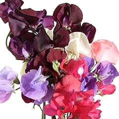 Sweet pea plant for sale  Delivered anywhere in UK