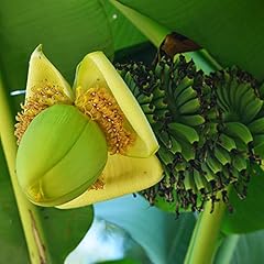 Musa basjoo japanese for sale  Delivered anywhere in UK